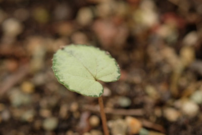 DSCF6775_3386.JPG