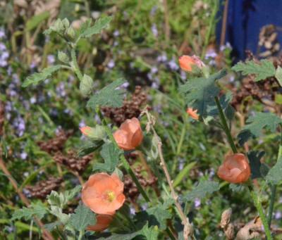 Sphaeralcea-Childerley.18-1.jpg