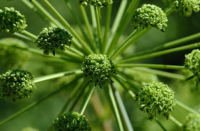 Angelica_2_01-05-2007.jpg