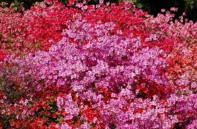 Azaleas_Bokrijk_1_01-05-2007.jpg