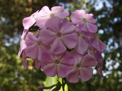 Phlox G_G_Ga_P9173124.JPG