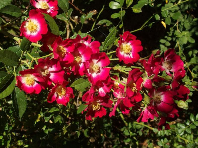 Proschwitzer Schloßrose_Ga_P9123079.JPG