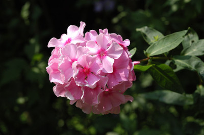phlox_quer_6461.jpg