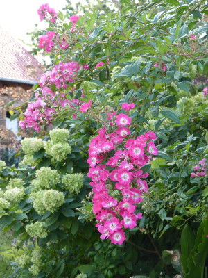 2018-09-16 Rosen 'Mozart'.jpg