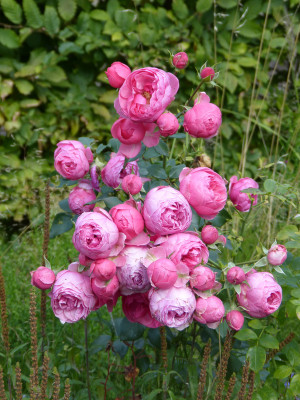 2018-09-16 Rosen 'Pomponella'.jpg