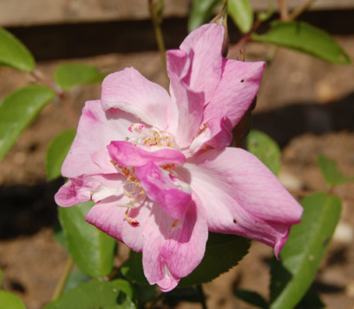 Unermudliche_RH_2796_95.jpg
