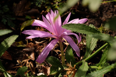 DSCF6787_3390.JPG