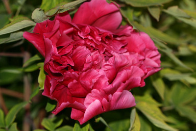 St_Paeoniasuff020507.jpg