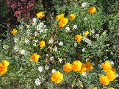 IMG_4170_Wiesenbeet_16Sept2018_.jpg