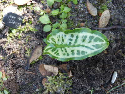 2018-09-16 Arum italicum 'Silberpfeil'.jpg