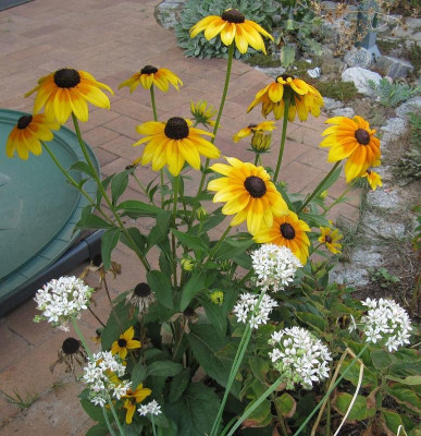 IMG_4189_Rudbeckie_16Sept2018_.jpg