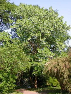 Davidia_involucrata_Baum.jpg