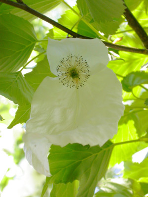 Davidia_involucrata_Blute.jpg