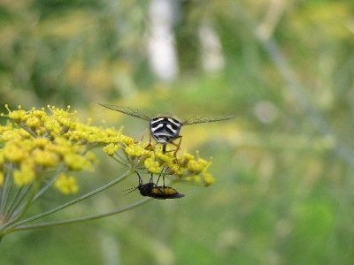 Fenchel-B-2.jpg