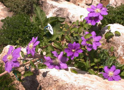 Lasurstern_001__T_33369.jpg