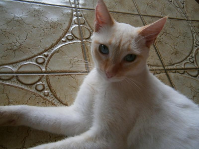 pablo tag2 006.JPG