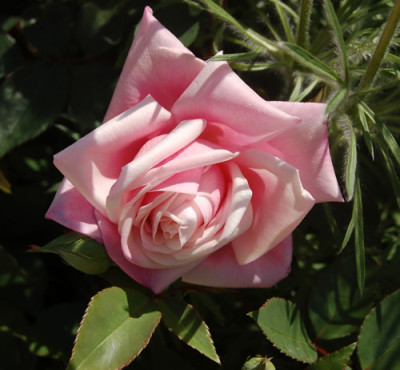 Mme_Antoine_Mari_T1_2731_90.jpg
