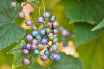 Ampelopsis-Sep1818_069_00001.jpg