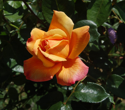 Sutters_Gold_T_2735_90.jpg