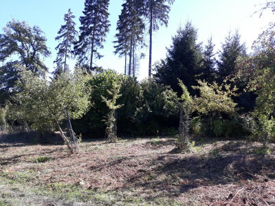 wildobsttauchtauf.jpg