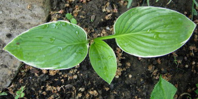 H-Fragrant-Fire-01.05.2006_06-48-35_0008.jpg