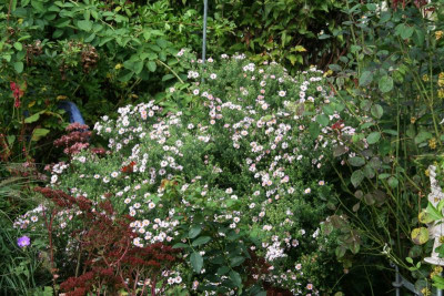 Herbstaster0818.JPG