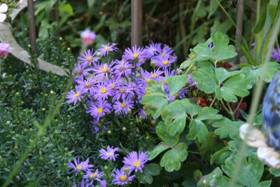 Herbstaster0418.JPG