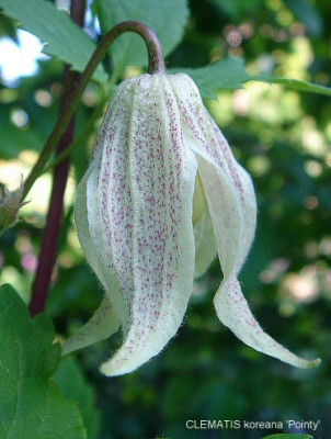 Clematis_koreana_Pointy.jpg