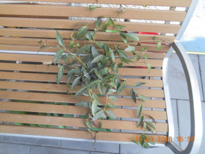 DSCN4970.JPG