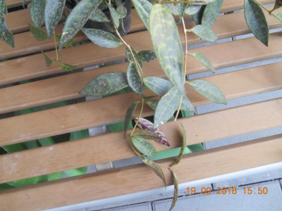 DSCN4971.JPG