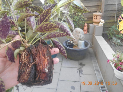 DSCN4972.JPG