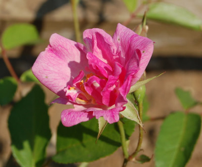 Unermudliche_RH_2604_95.jpg