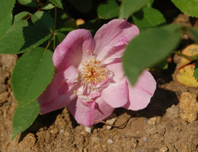 Unermudliche_RH_2603_86.jpg