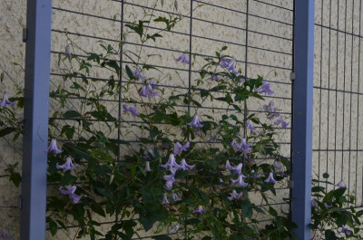 DSC_0417.JPG