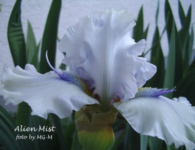 Imgp0862-Alien-Mist.jpg