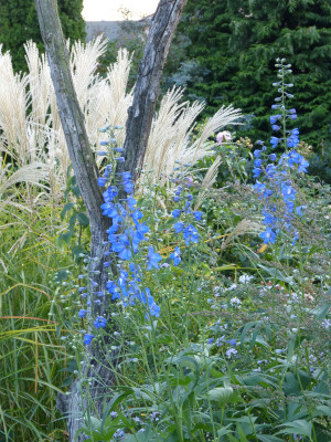 2018-09-19 Delphinium.jpg
