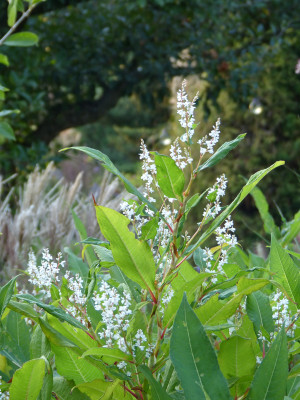 2018-09-19 Persicaria wallichii.jpg