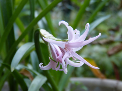 2018-09-19 Nerine.jpg