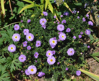 Aster_dumosus-Sämling.18-1.jpg