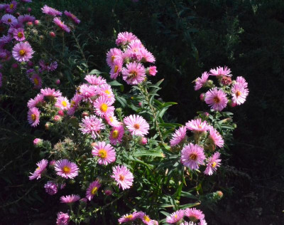 Aster-noviangliae.Sämling-rosa.18-1.jpg