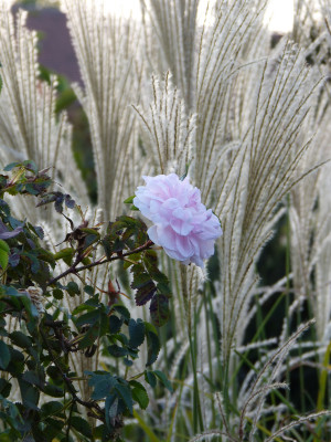 2018-09-19 Gartenimpressionen 3.jpg