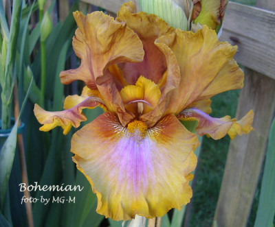 Imgp0867-Bohemian.jpg