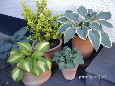 Imgp0894-Hostas.jpg