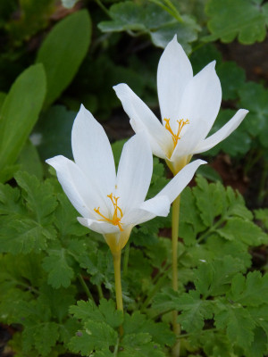 2018-09-19 Crocus speciosus 'Albus'.jpg