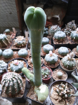 Trichocereus bridgesii monstrosus.jpg
