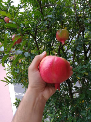 IMG_20180921_082659.jpg