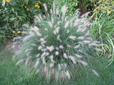 Pennisetum alopecuroides 'Hameln'_7389.jpg