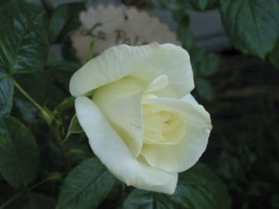 La_Paloma_Mai_07.jpg