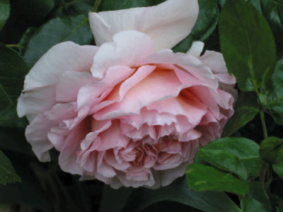A_Darby_Erste_Bluete_07.jpg