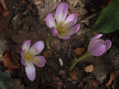 DSCF5603.JPG